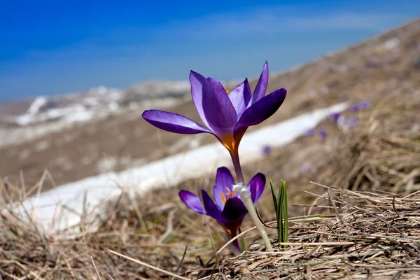 Azafrán de primavera — Foto de Stock