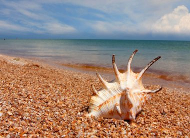 Güzel deniz kabuğu.