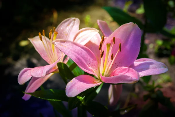 Nice квіти — стокове фото
