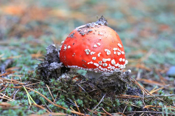 红色木耳飞行蘑菇 — 图库照片