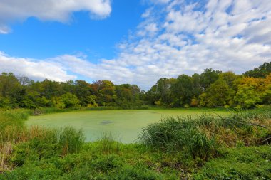 ormandaki Yeşil Göl