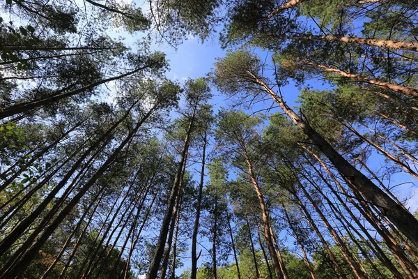 Höga träd i skogen — Stockfoto