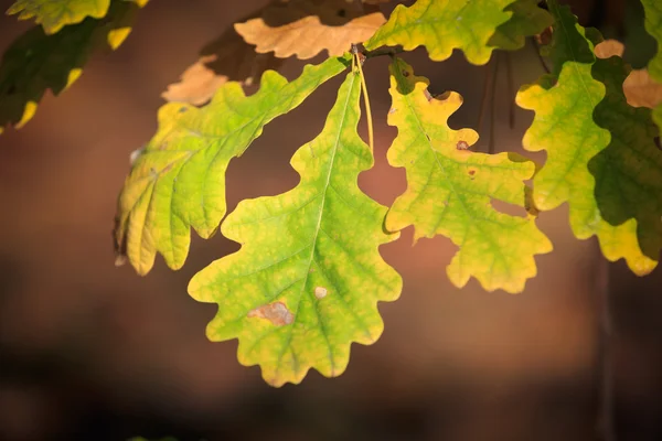 Folhas de Outono — Fotografia de Stock