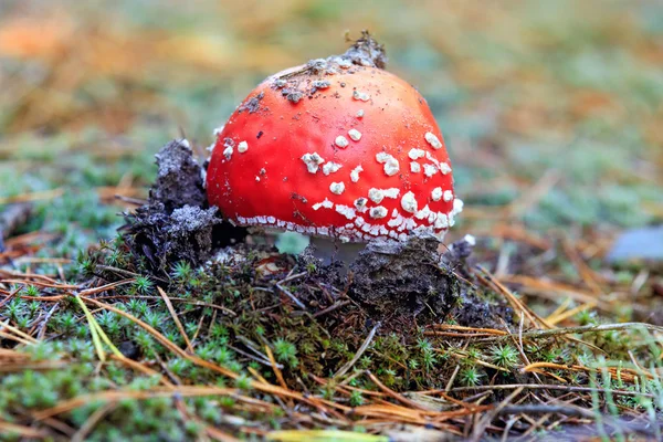 Red agaric fly mushroom — Stock Photo, Image