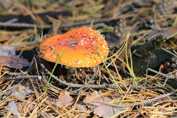 Rode agaric vliegen paddestoel — Stockfoto