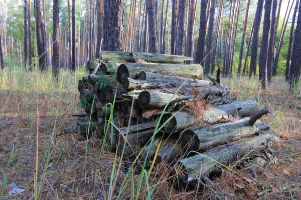 Старі ліси в лісі — стокове фото