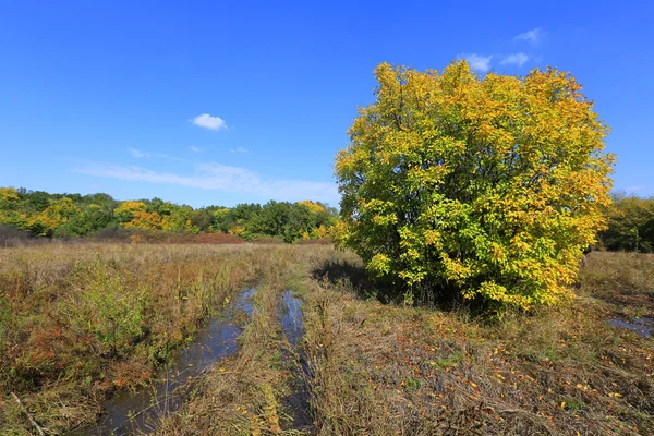 Autumn on meadow Stock Image