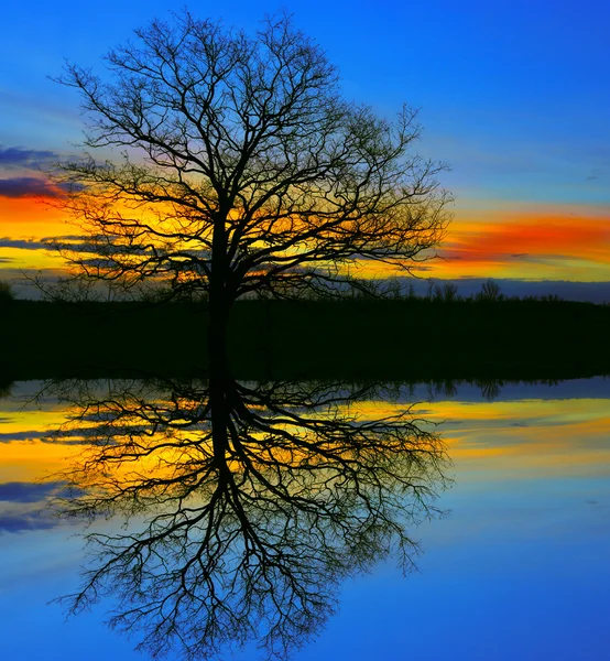 Old tree near water — Stock Photo, Image