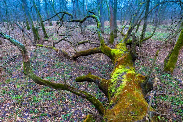 Albero morto — Foto Stock