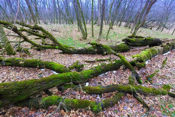 Oude eikenbossen — Stockfoto