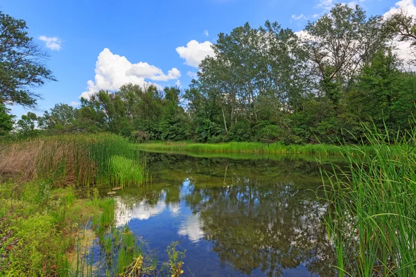 Jezero v létě lese — Stock fotografie