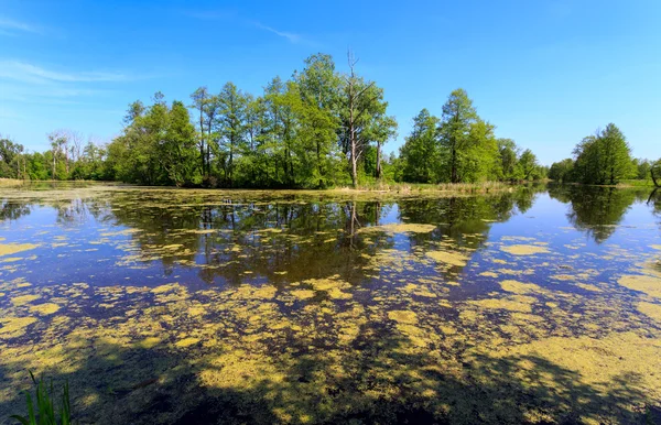 Swamp in forest — Stock Photo, Image