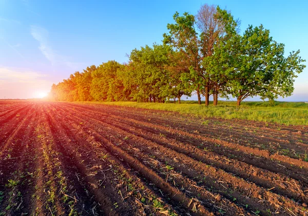 Sector agrícola — Foto de Stock