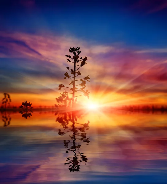 Planta no fundo por do sol com reflexão de água — Fotografia de Stock