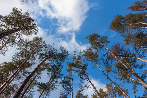 Wide view on high pines — Stock Photo, Image