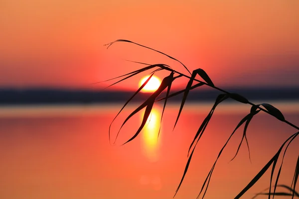 Zuckerrohr bei Sonnenuntergang — Stockfoto