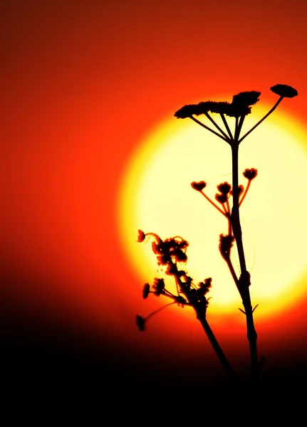 Flores silvestres contra el fondo del cielo puesta del sol —  Fotos de Stock