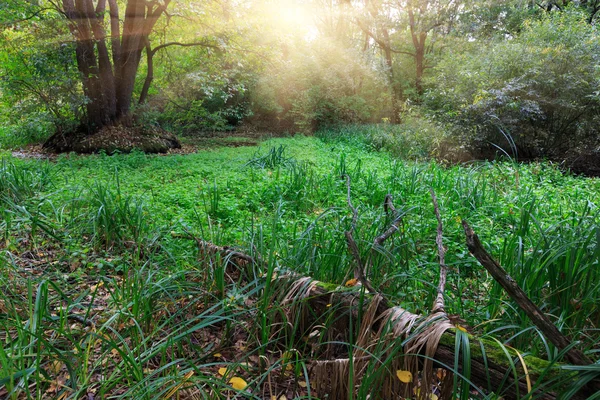 Weide in bos — Stockfoto