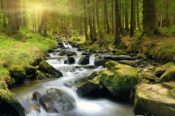 Groene bos op lentetijd — Stockfoto