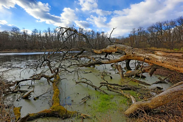 Oude dode bomen op meer — Stockfoto