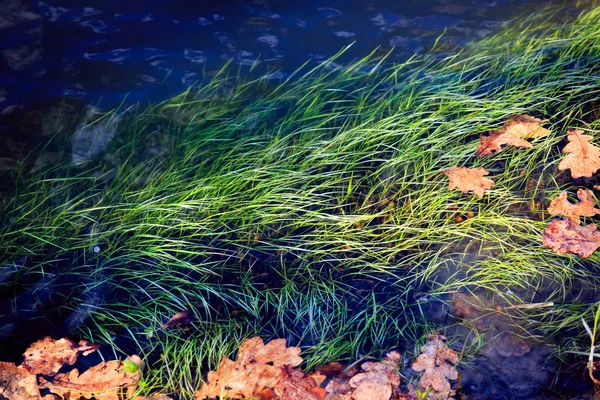 Driftweed in river — Stock Photo, Image
