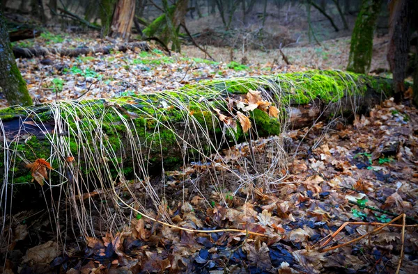 Oude eikenbossen met groene mos — Stockfoto