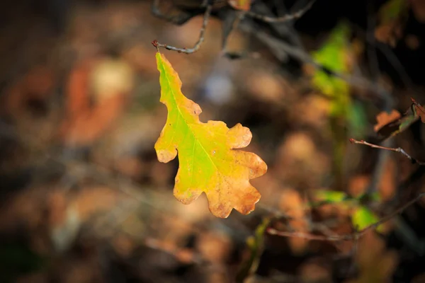 Hoja de otoño —  Fotos de Stock