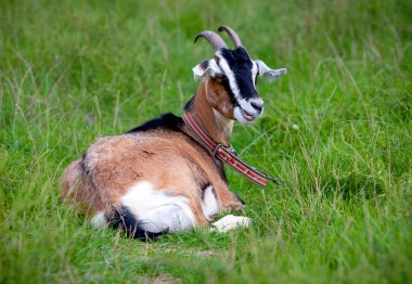 keçi mera üzerinde