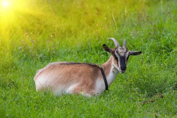 Chèvre sur prairie verte — Photo