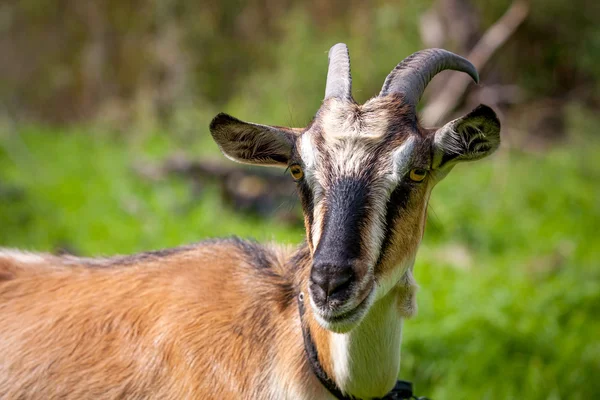 Funny goat — Stock Photo, Image