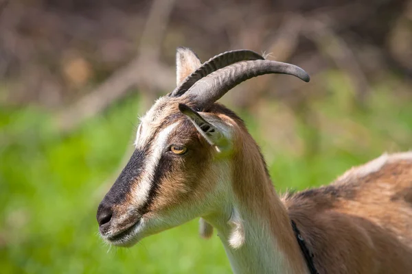 Funny goat on pasture — Stock Photo, Image