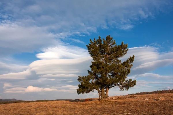 Árbol solo — Foto de Stock