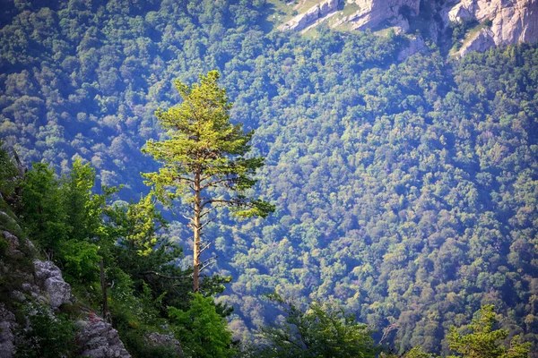 Pijnboom in Bergen — Stockfoto