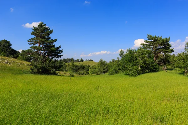 Grüne Wiese — Stockfoto