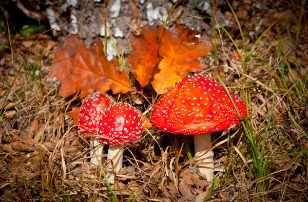 Fliegenpilze — Stockfoto