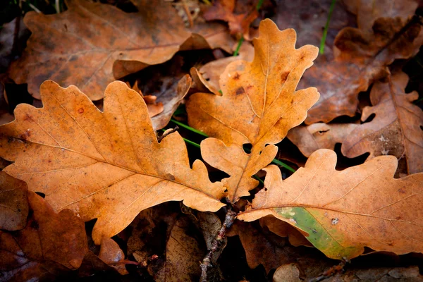 Hojas de otoño — Foto de Stock