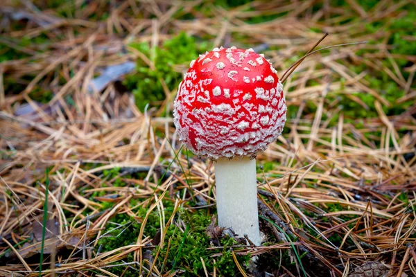 Fly agaric mushroom — Stock Photo, Image