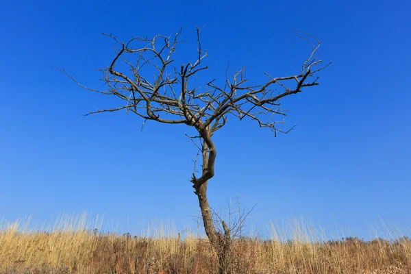 Árvore sem folhas — Fotografia de Stock