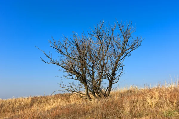 Toter Baum — Stockfoto