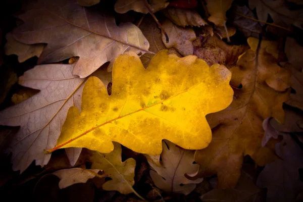 Herbstblatt — Stockfoto