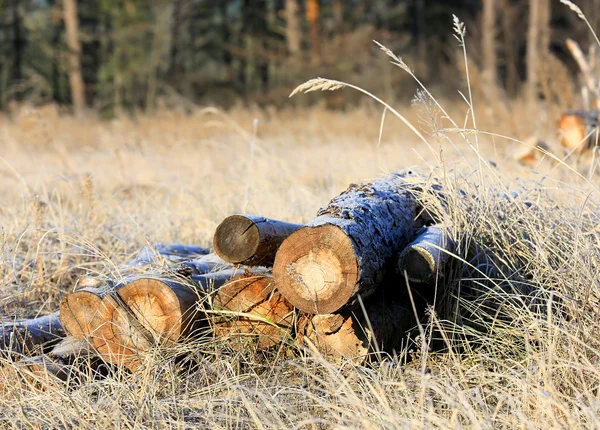 Woods on forest meadow — Stock Photo, Image