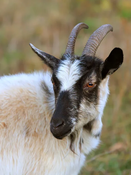 Billy goat — Stock Photo, Image