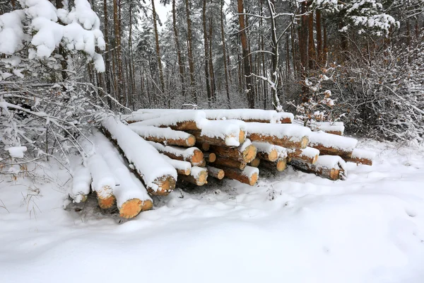 Boomstammen onder de sneeuw — Stockfoto