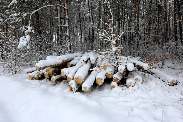 Troncos de madera bajo nieve —  Fotos de Stock