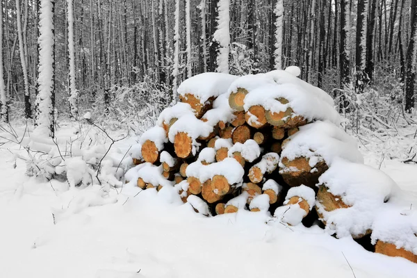 Kiefernstämme im Wald zur Winterzeit — Stockfoto