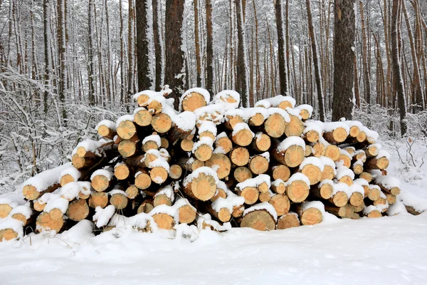 Boomstammen onder de sneeuw — Stockfoto