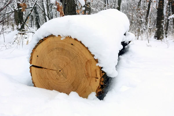 Tronco de roble bajo nieve —  Fotos de Stock