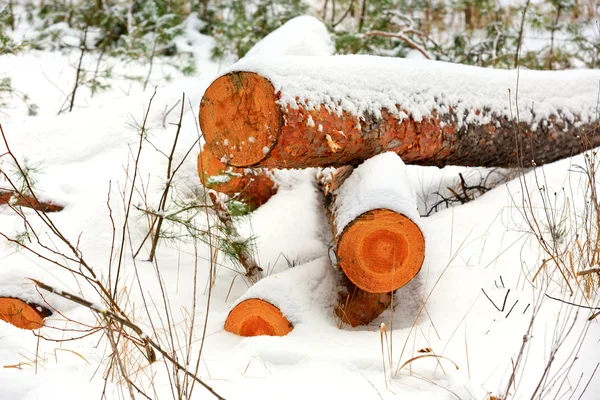 Kiefernstämme unter Schnee — Stockfoto