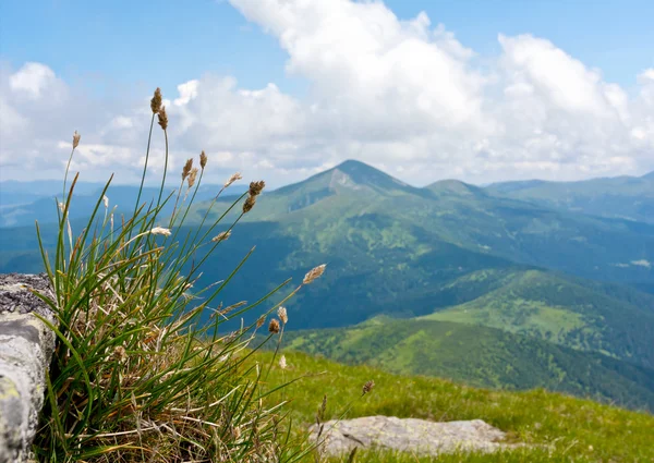 Hierba sobre fondo Mounaun — Foto de Stock