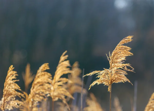 Hůl — Stock fotografie